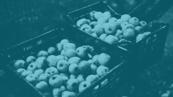 Apples in shipping crates.